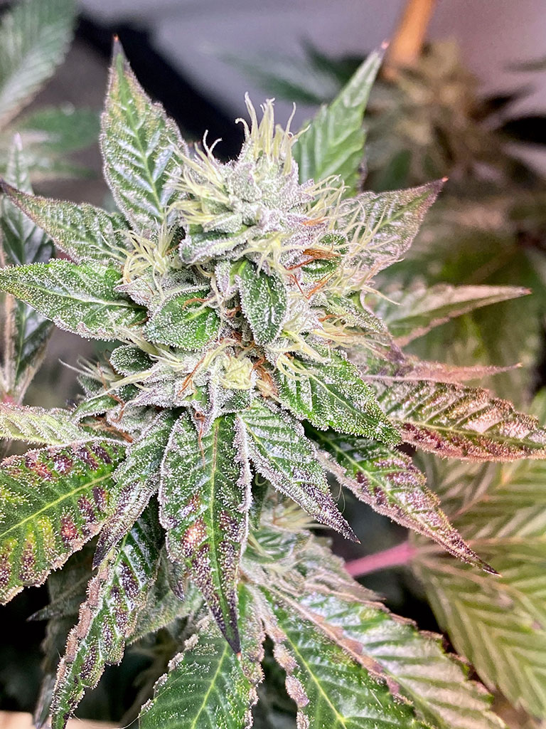 Cannabis Bud